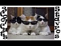 Cool Cats Pictures