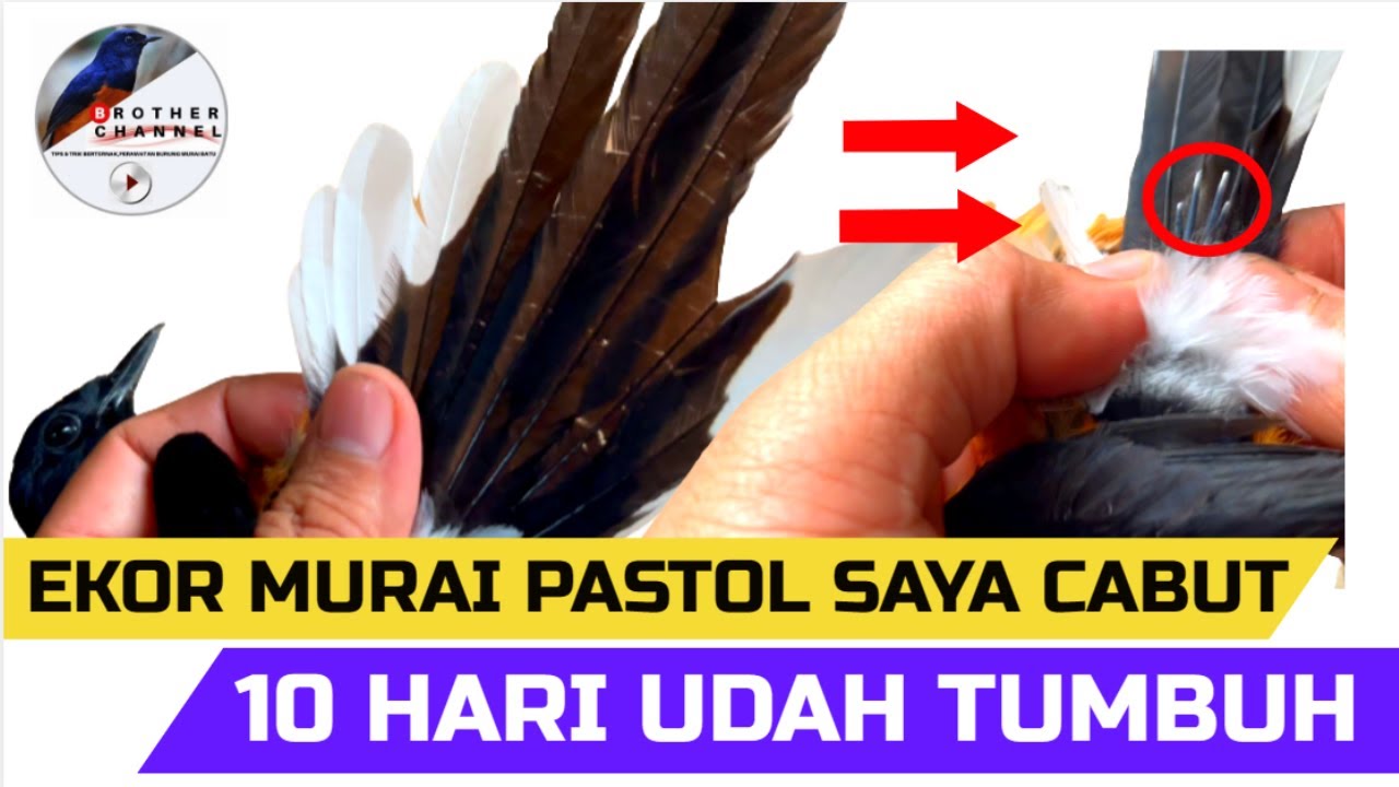 Cabut Ekor Pastol Patah,Bergelombang Bisa Tumbuh Lagi Asal Tau Caranya