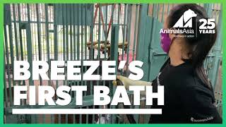 Rescued moon bear Breeze's first bath