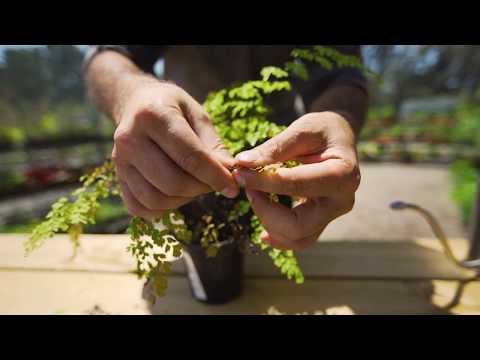 Vidéo: Maidenhair Fern Care - Comment faire pousser une fougère Maidenhair