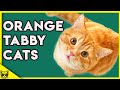 Orange Tabby Cats 101 - What You Need To Know About Them