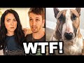 The YouTube DOG K*LLERS Have Gotten Worse...