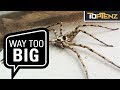 10 Giant Invertebrates You Don’t Want to Meet