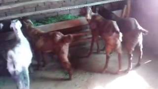 Madar goat farm ,bali, rajasthan