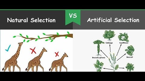 Natural selection vs artificial selection: life sciences grade 12 | ThunderEDUC   | M.SAIDI