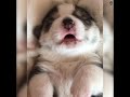 可愛い子犬初めての遠吠え、かわいすぎ！