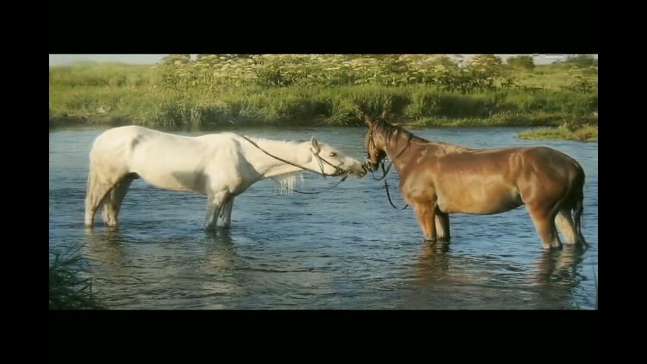 Какая молодая лошадь. Horse песня. Медленные лошади кадры. Песни про лошадей и коней. Лошадиное царство.