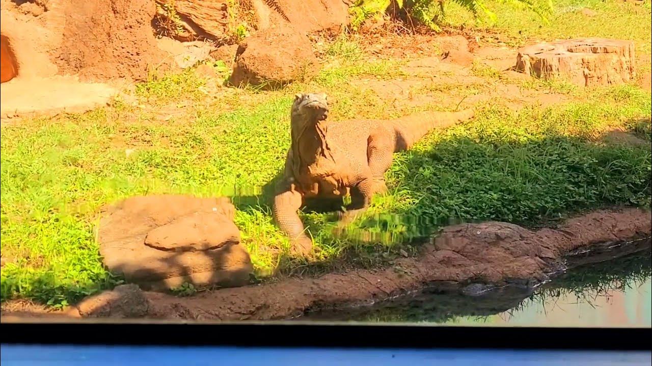 Exciting footage of active Komodo Dragon at the Honolulu Zoo on January