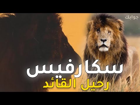 فيديو: 13 المنتجعات ذات التصنيف الأعلى في منطقة فينيكس