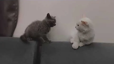 Watch the video about Munchkin kitten vs british short hair kitten | anak kucing munchkin gaduh dengan british short hair