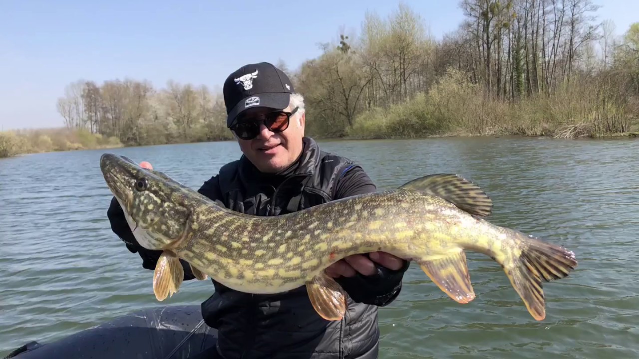 A Quelle Profondeur Pecher Le Brochet Au Vif
