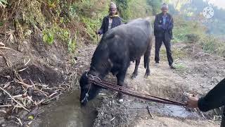 Kapalu Korera | Puran khanal& Keshab adhikari New LokDohori Song 2076