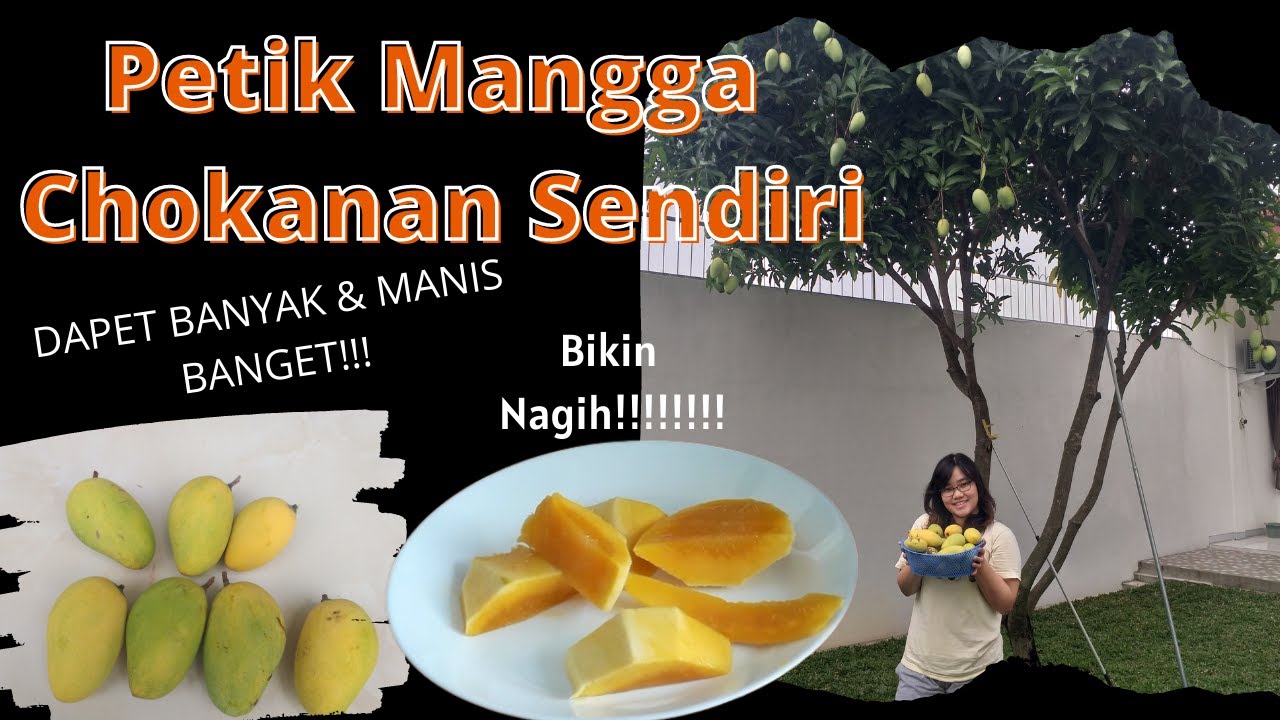 PETIK MANGGA CHOKANAN SENDIRI | KEBUN SENDIRI | RASANYA MANIS BANGET!!!