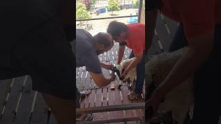 SHEEP Horns remove #shorts #shortsviral