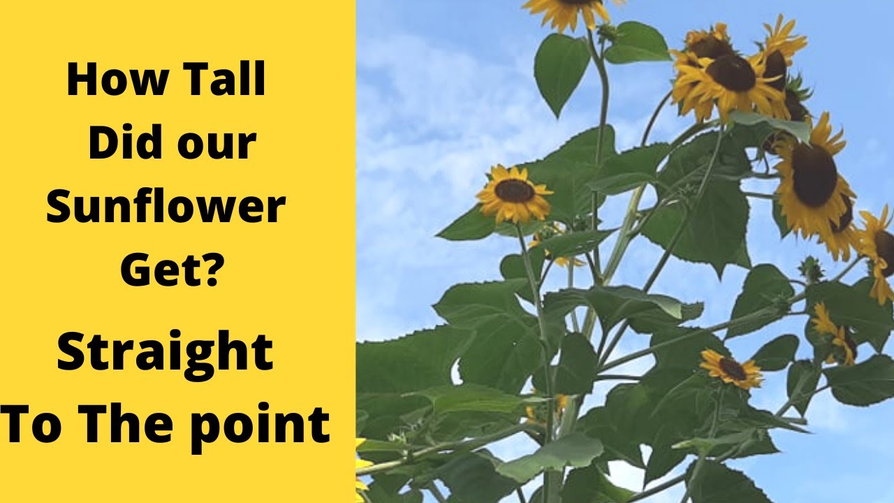 How tall did our sunflower get? - Straight to the point