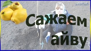 Как посадить сажать айву Сажаем айву уход посадка выращивание айвы