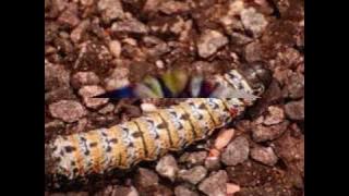 Johnny Mokhali  Big Size