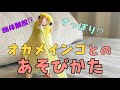 【オカメインコ】えぷりちゃんとの遊び方♪