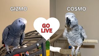 Funny African Grey Parrots Gizmo And Cosmo Go Live!