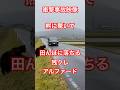 熊!衝撃事故映像 熊に驚き田んぼに落ちる SHOCKING: Car Crashes into Rice Field to Avoid Bear!