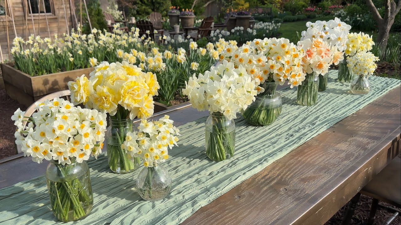 10 Must-Grow Daffodils for a Beautiful Spring Garden!!!