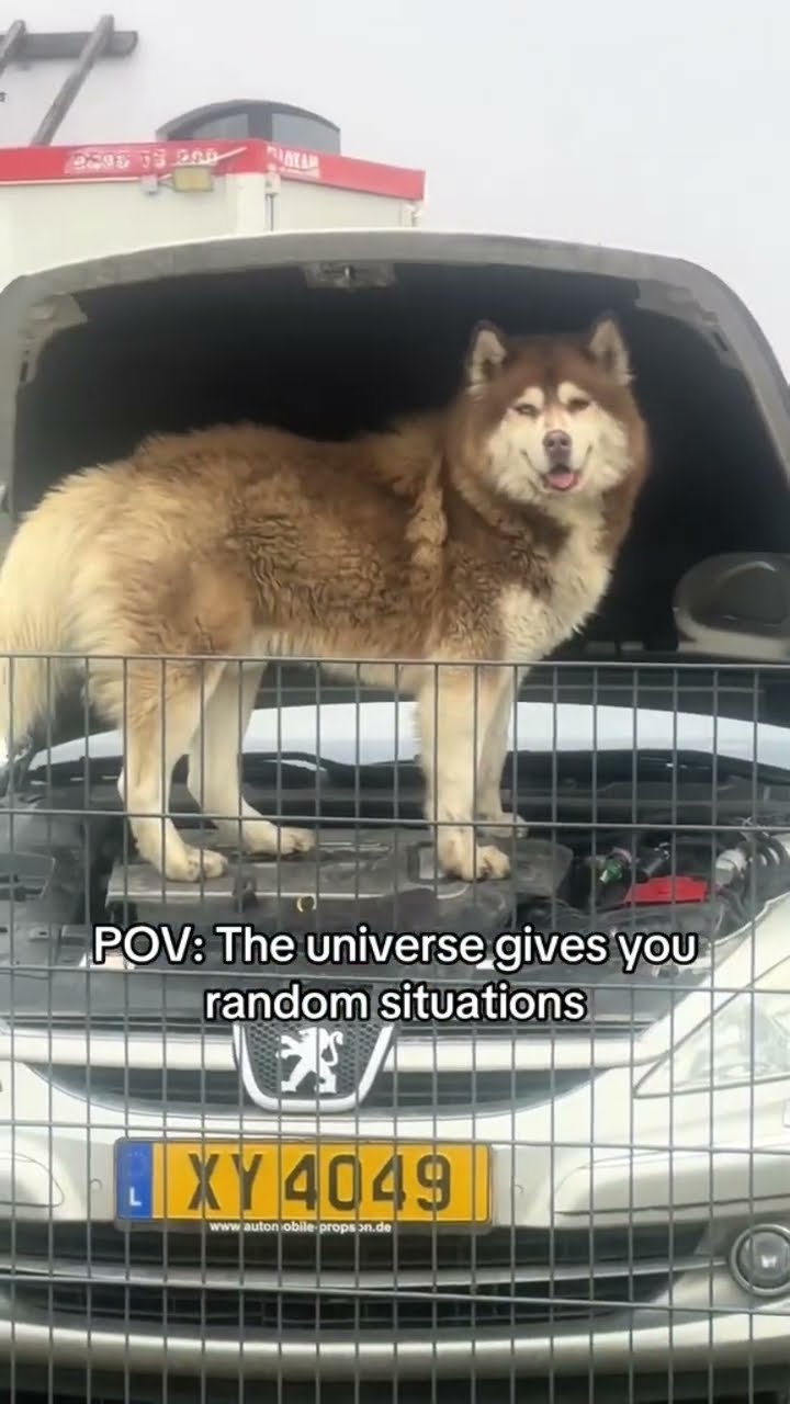 Doggyo like it looks like this needs to be replaced