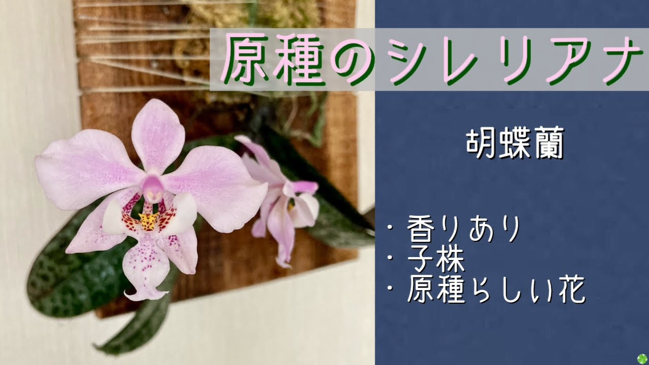 April 9, 2026 Introducing a reader's Phalaenopsis orchid