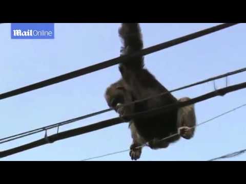 Видео: Шимпанзетата маймуни ли са?