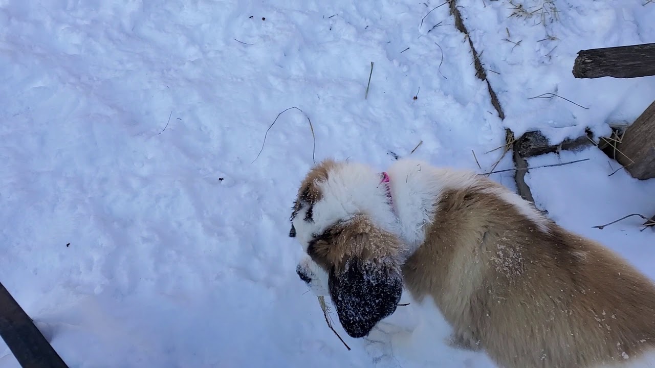 Puppies in the snow - YouTube