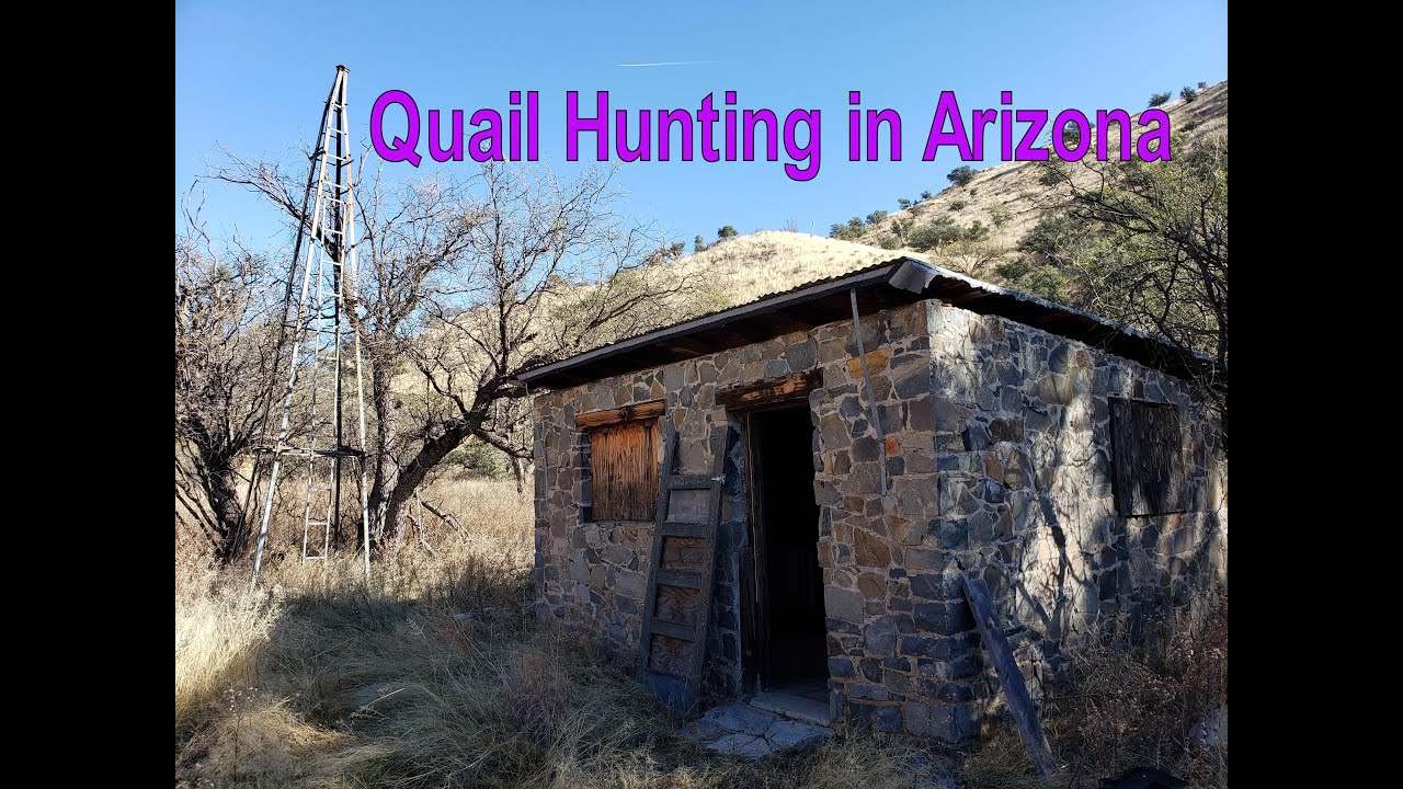 Exploring Arizona On The Trail Of Quail YouTube