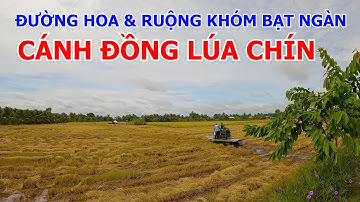 CHỢ TÂN HÒA THÀNH - KCN LONG GIANG - CẦU KÊNH NĂNG | TÂN PHƯỚC - TIỀN GIANG 14-09-2024