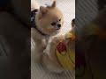 Komik ve eğlenceli köpek videoları//komik ve eğlenceli hayvan videoları//#kesfetdeyim #pomeranian