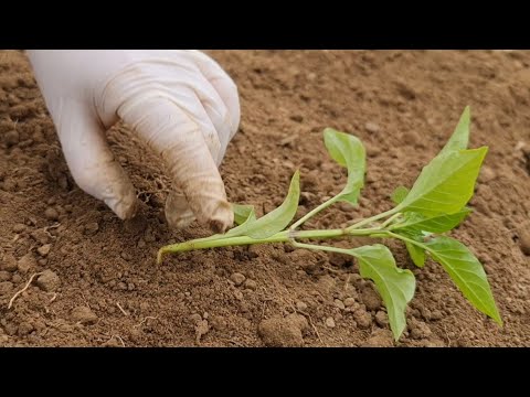 Video: Vai Treisija un Dīns palika precējušies?