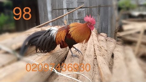 Noob qaib daj dib xyoo no .28/9/2024.02097436930.