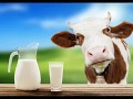 Чем кормить теленка, если коровка пропала?