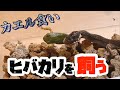 カエル食い！ヒバカリを飼う！！