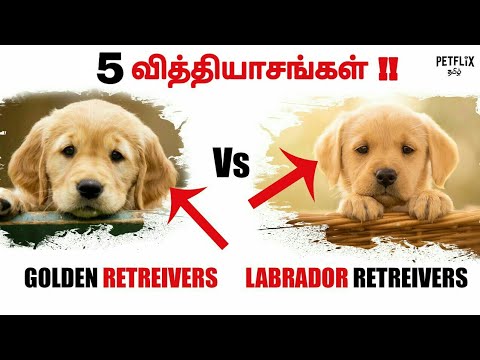 5 Difference !! between Labrador Retriever & Golden Retriever  |  PETFLIX Tamil