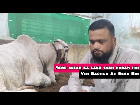 🔴LIVE With Lumpy Affected Bull || Mere Allah Ka Karam Hai