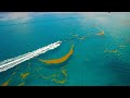 Sargasso Sea Characteristics and Importance
