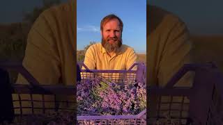Историю как мы купили лавандовые поля читай в комментариях #лавандовыеполя #лаванда #крым