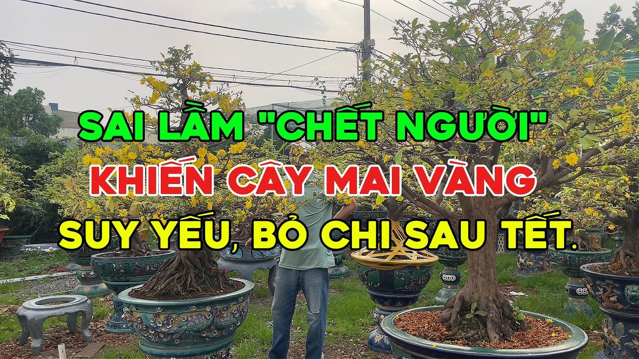 Sai lầm chết người khiến cây mai vàng suy yếu, bỏ chi sau Tết !!!