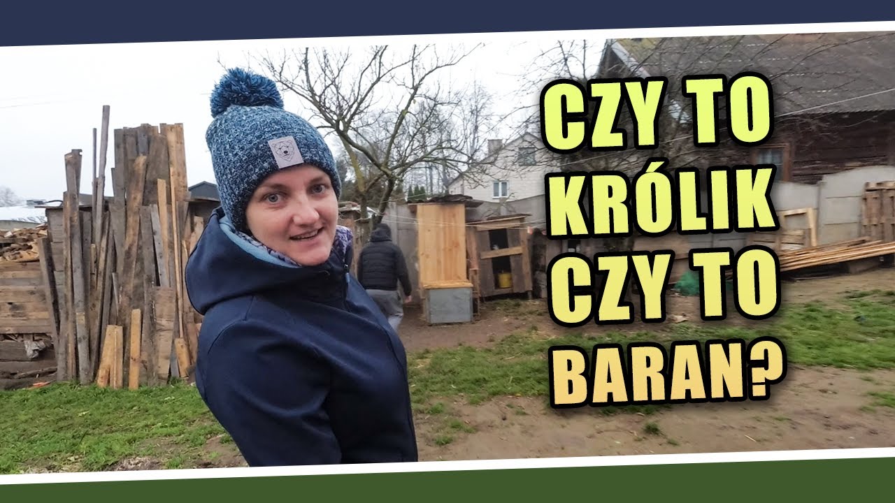 Czy to królik czy to baran? 🤔