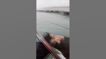 Dùng mồi câu iso dạng dango