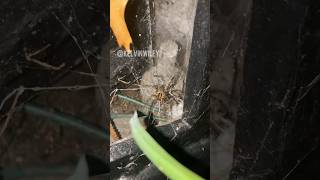 Luring Out a Grass Spider! 🕷️ What Is A Grass Spider