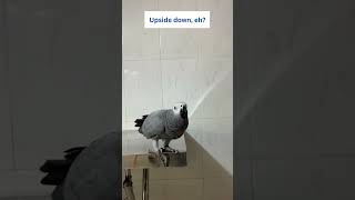 Talkative and Happy Boy Parrot Rocky 🦜😅 🥰#africangrey #talkingparrot #cuteparrot #funnyparrot #birds by Rocky and The Flock 911 views 2 weeks ago 1 minute, 9 seconds