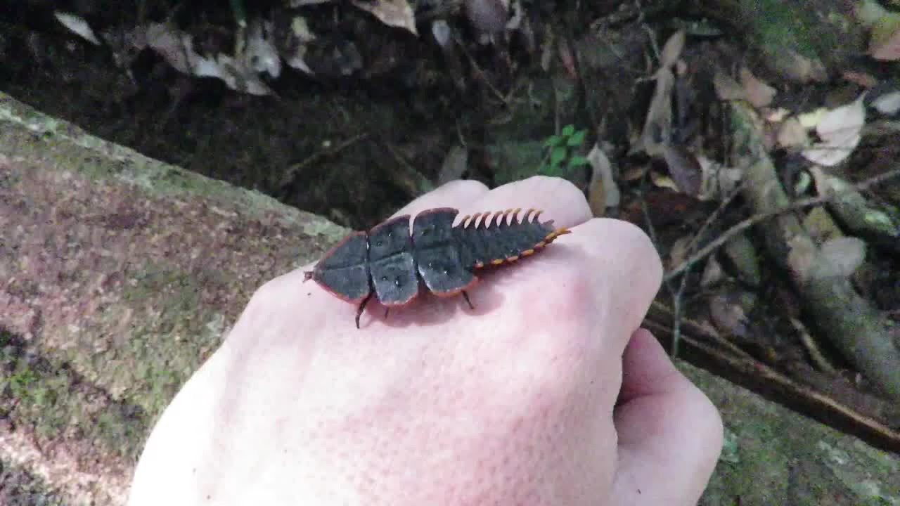 Platerodrilus species - Trilobite Beetle female