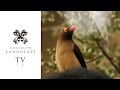 Oxpecker Ballet - Londolozi TV