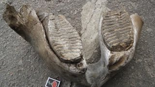 СКОЛЬКО СТОЯТ ЗУБЫ МАМОНТА?#23.В поисках Золота и Старины . СКОЛЬКО СТОЯТ ЗУБЫ МАМОНТА?#23.В поисках Золота и Старины .
