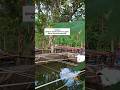 yang perlu dipersiapkan sebelum menjadi peternak ikan #fyp #peternakikan #budidayaikan