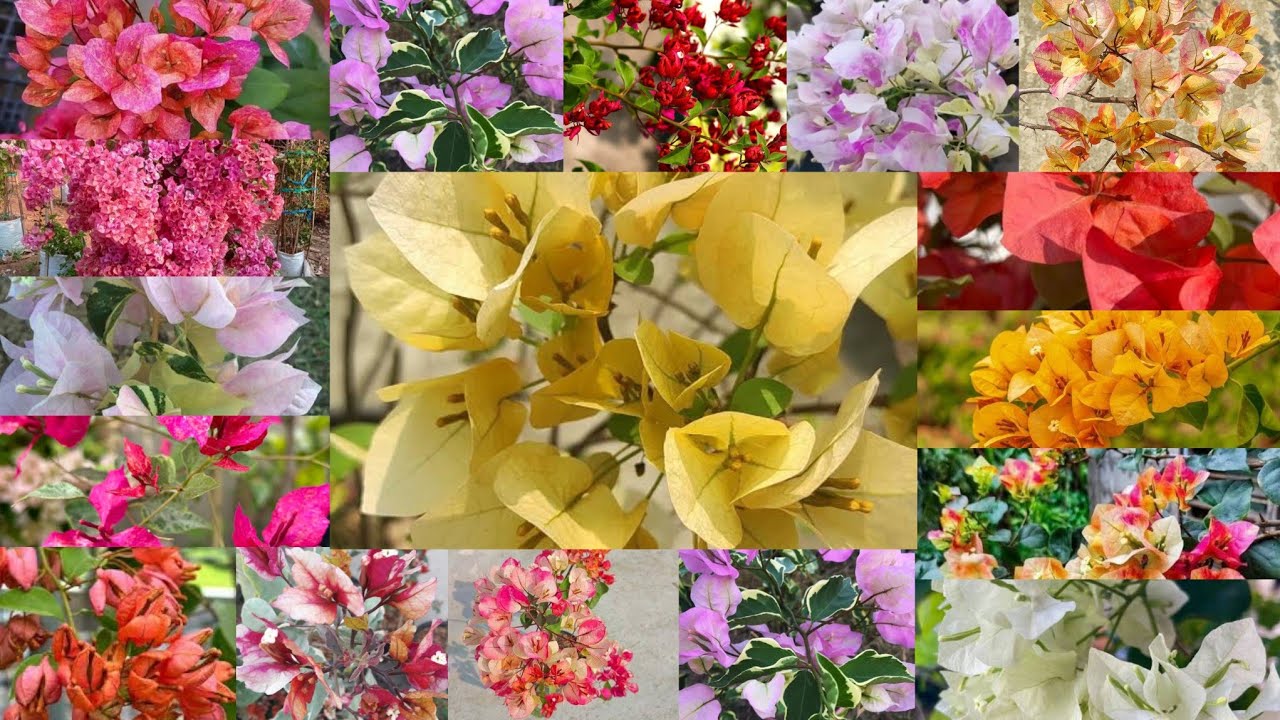 Top rare hybrid verities at verylow price ,all india delivery available #bougainvilleasale offersale